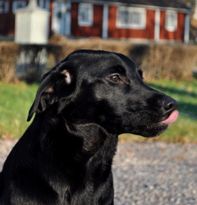 Roekull Kyra "Kit" 201203